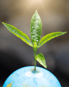 Young green seedling growing from a blue globe, with fresh leaves reaching upward against a soft dark background, symbolizing global growth.